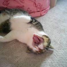 Blanding af racer Lady