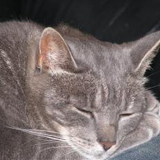 Blanding af racer Cindy