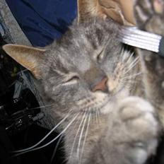 Blanding af racer Cindy