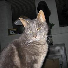 Blanding af racer Cindy