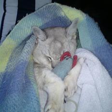 Burmilla Thamakan Silver Jeenie