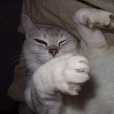 Burmilla Thamakan Silver Jeenie