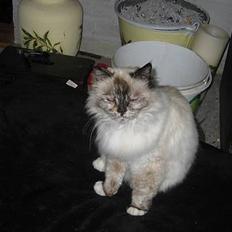 Hellig Birma DK Kiru`s Lady Jessica