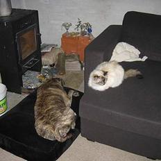 Hellig Birma DK Kiru`s Lady Jessica