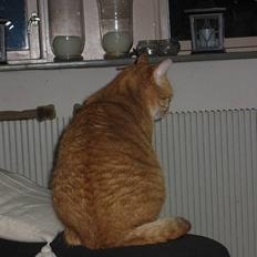 Blanding af racer Sally