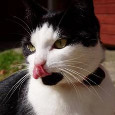 Blanding af racer Lille Mille