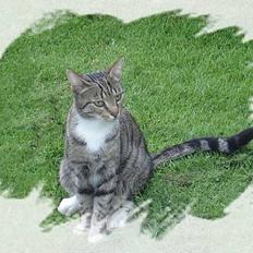 Blanding af racer FiFi