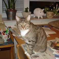 Blanding af racer FiFi