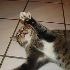 Blanding af racer FiFi