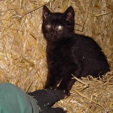 Blanding af racer Shaky