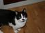 Huskat Oliver