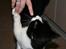 Huskat Oliver