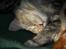 Maine Coon Mille - Min far har givet mig tæppe over . . . umm dejligt. 
