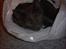Russian Blue My (Død 29-1-06)  - Jeg ligger i en pose og hviler mig jeg ligger inde på min søster Cæcilias værelse :) billedet blev taget af:Cæcilia (datter til Ann-mari) 