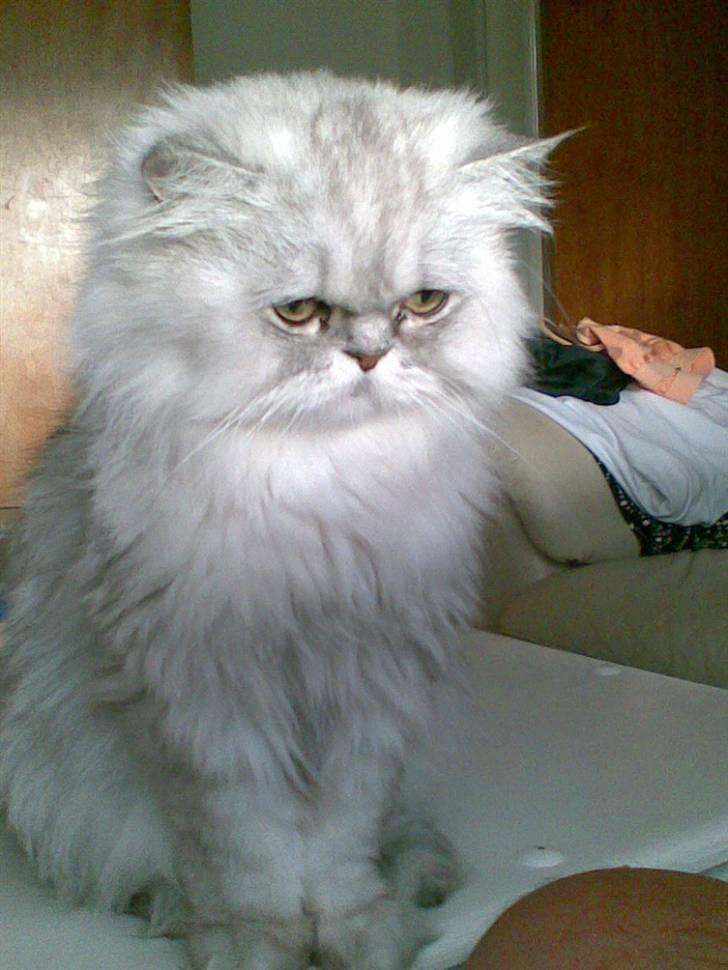 Perser Baltazzar - ååååååååå er jeg da ikke dejlig billede 1