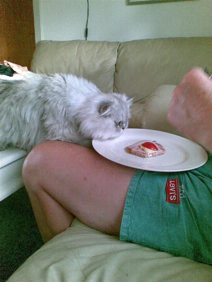 Perser Baltazzar - madddddddddd å mon han giver en lille bid den fedte røv billede 2