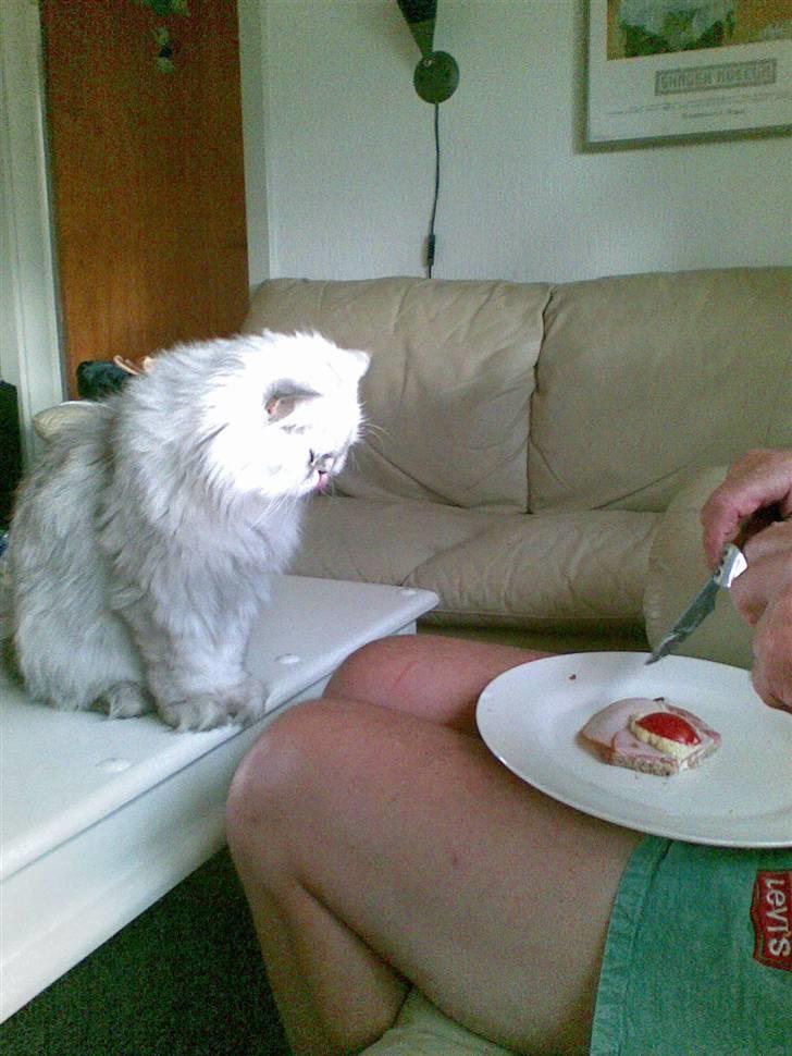 Perser Baltazzar - jeg er sulten kan i da ikke se hvor dejlig jeg er billede 3