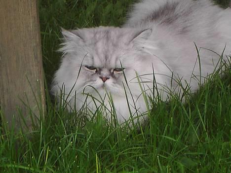 Perser Baltazzar - En stor bamse kan også virke lille.... billede 5