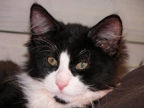 Blanding af racer / Norsk Skovkat Sofus - Ved godt jeg er en lækker lille hanmis ;) billede 1