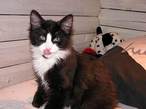 Blanding af racer / Norsk Skovkat Sofus - Lille Sofus slikker sig om munden... :-P billede 2