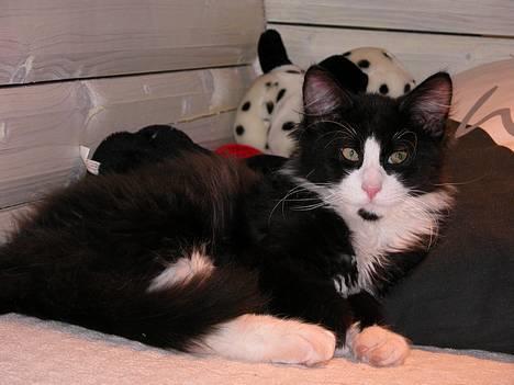 Blanding af racer / Norsk Skovkat Sofus - Bælgøje billede 3