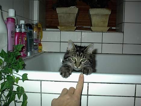 Blanding af racer Trunte - Trunten i bad. billede 10