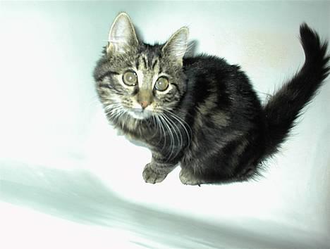 Blanding af racer Trunte - Hvornår kommer vandet???? billede 11