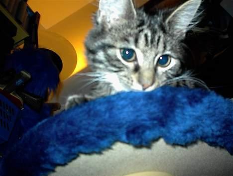 Blanding af racer Trunte billede 12