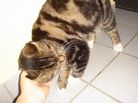 Huskat Bampo **R.I.P.** billede 5