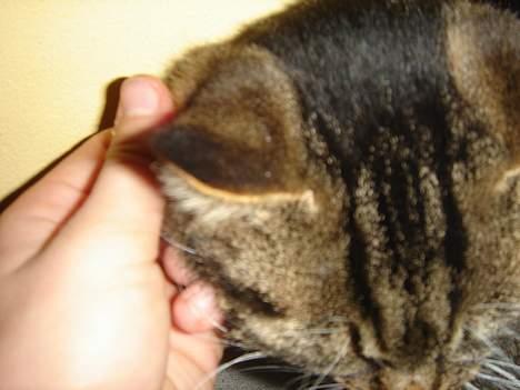 Huskat Bampo **R.I.P.** - Se hendes smukke hovede, med smukke aftegninger.. billede 6