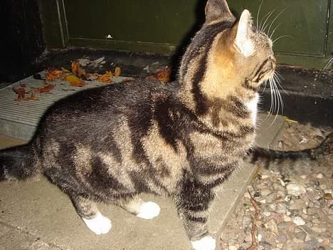 Huskat Bampo **R.I.P.** - Hvad er der derovre? billede 7