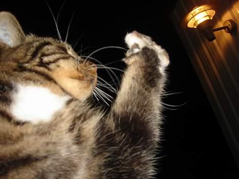 Huskat Bampo **R.I.P.** - Se min smukke pote, tihi.. billede 8