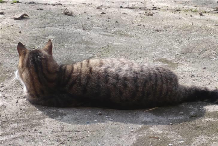 Huskat Laban  billede 8