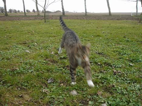 Huskat Laban  billede 9