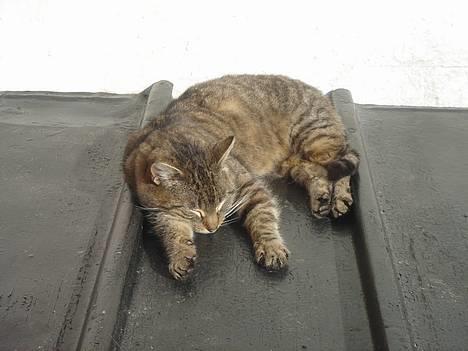 Huskat Ron  billede 6