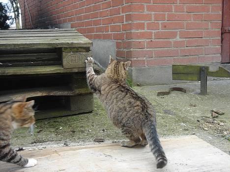 Huskat Ron  - Nårh... Det gør han bare tit.. billede 7