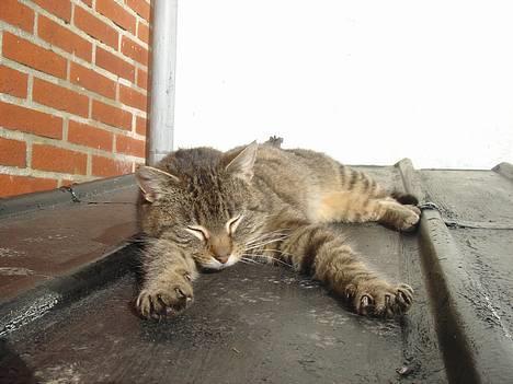 Huskat Ron  billede 8