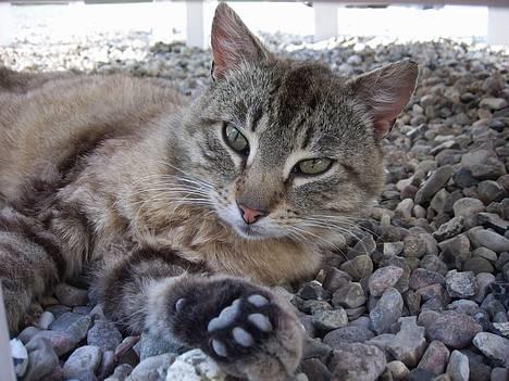 Huskat Ron  - Min Ron.. billede 9