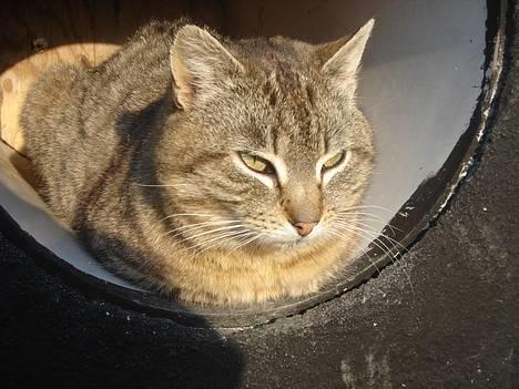 Huskat Ron  billede 10