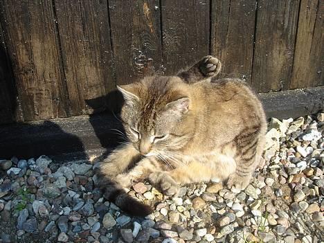 Huskat Ron  billede 11