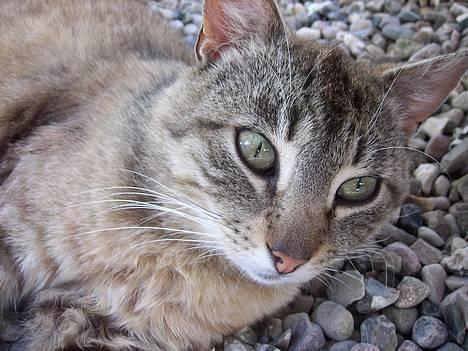 Huskat Ron  billede 12