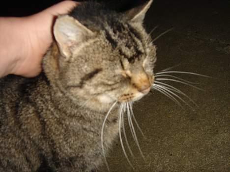 Huskat Rosa  - Elegante Rosa.. billede 8