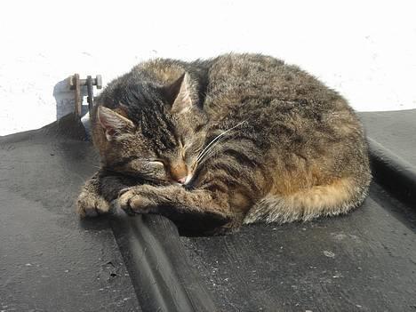 Huskat Rosa  billede 9