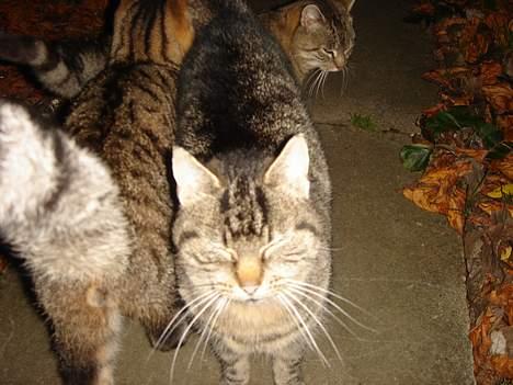 Huskat Rosa  - Se bare mig.. :-) billede 10