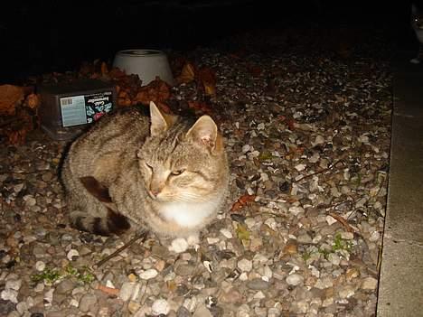 Huskat Buller  ** R.I.P.** billede 7