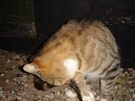 Huskat Buller  ** R.I.P.** - Buller vasker sig.. billede 8