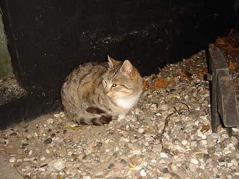 Huskat Buller  ** R.I.P.** billede 9