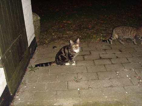 Huskat Bampo **R.I.P.** billede 9