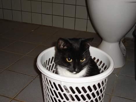 Blanding af racer Sille - og så fandt man lige en papirkurv man ku snige sig ned i :) billede 6