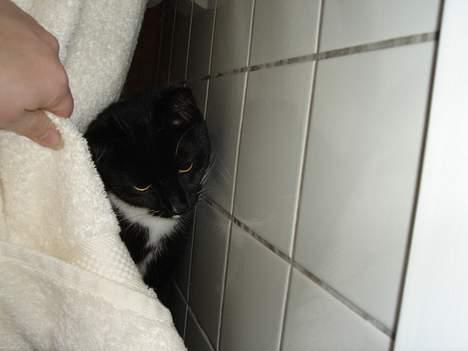 Blanding af racer Sille - Gemmeleg igen! Mor finder mig aldrig! billede 7